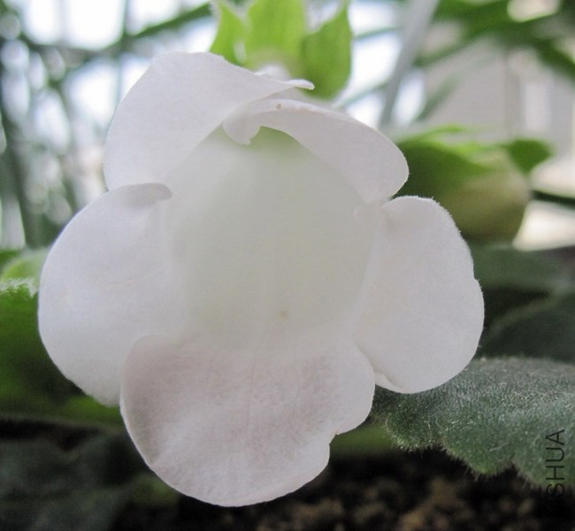 ��ͩ ����С�� 1.jpg