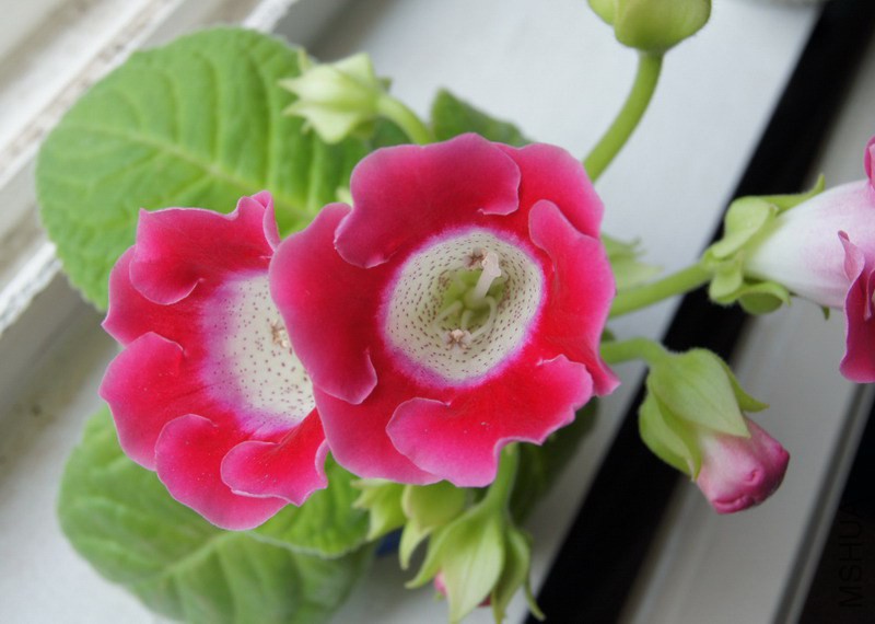 ��ͩ ��ɫ 1.JPG