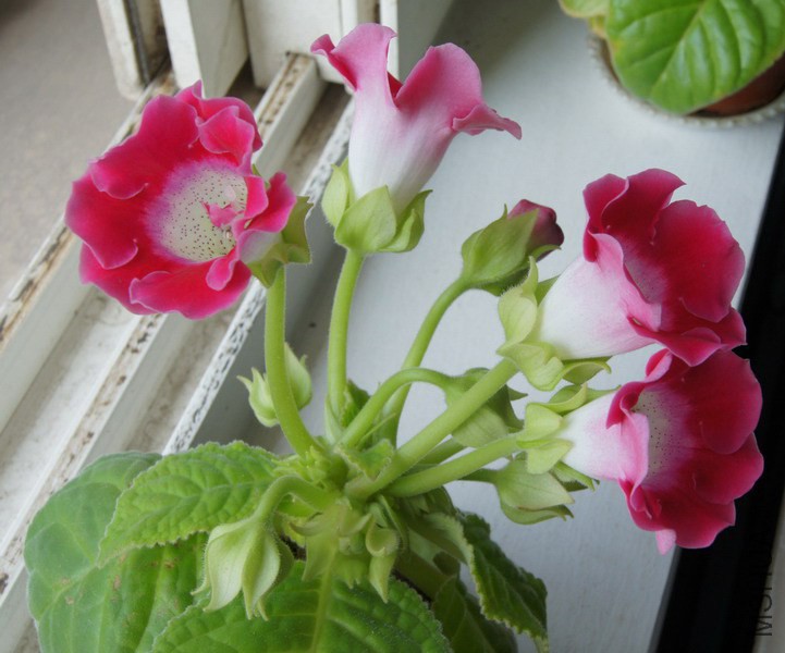 ��ͩ ��ɫ 2.JPG