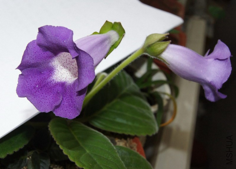 ��ͩ ����ɫ���.jpg