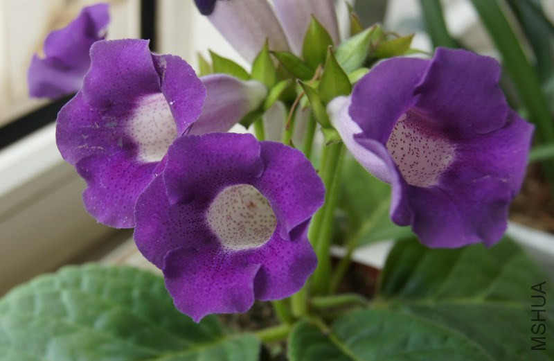 ��ͩ ����ɫ��� 1.jpg