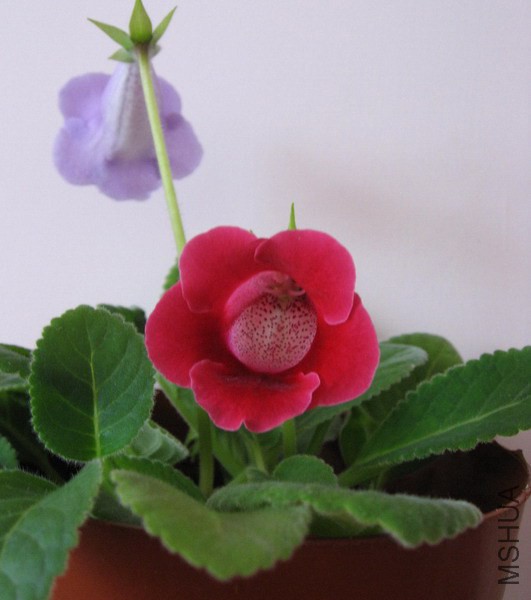 ��ͩ TW��1.jpg