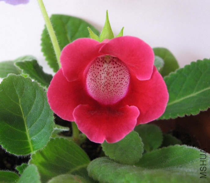 ��ͩ TW��.jpg