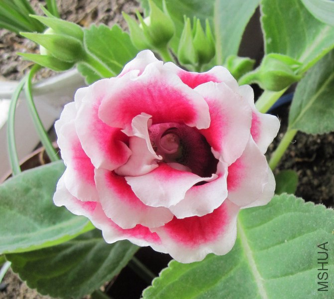 ��ͩ �ذ���ɫ 3.jpg