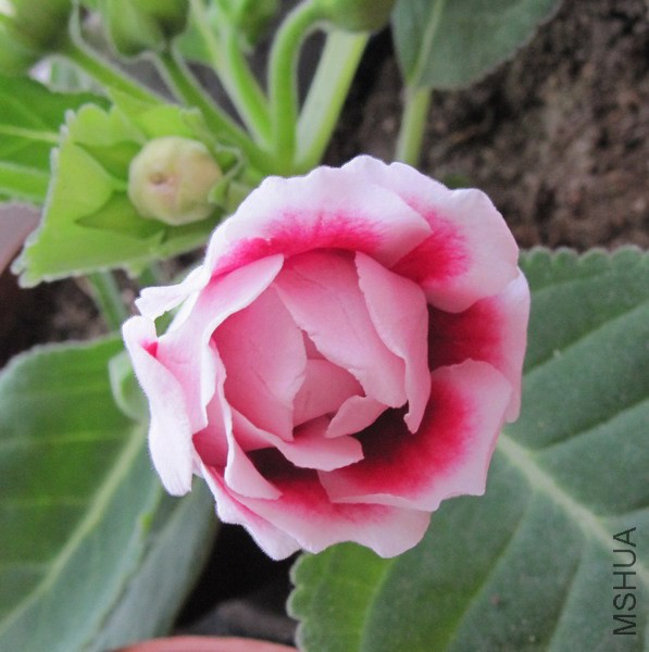 ��ͩ �ذ���ɫ 1.jpg