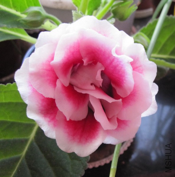 ��ͩ �ذ���ɫ 4.jpg