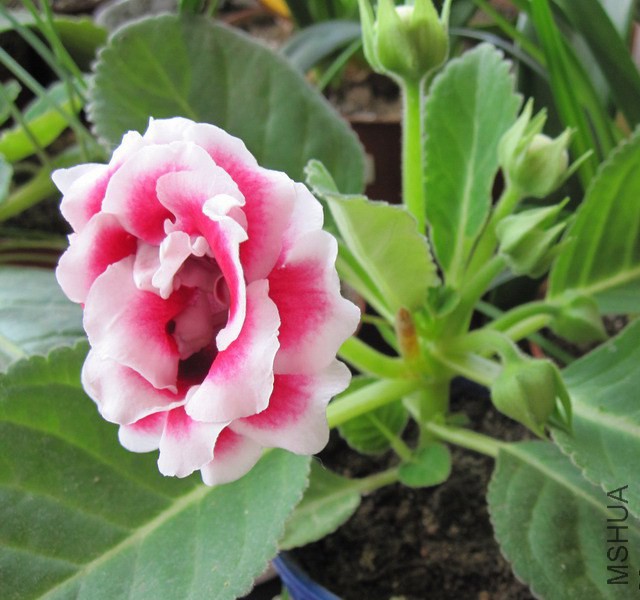 ��ͩ �ذ���ɫ 2.jpg