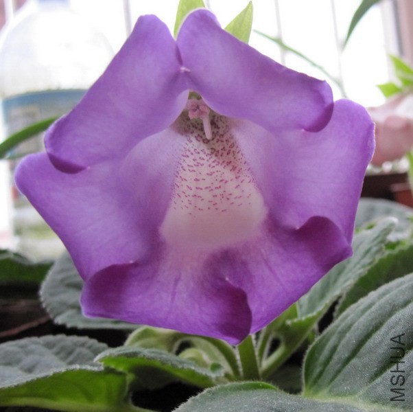 ��ͩ ��ɫ.jpg