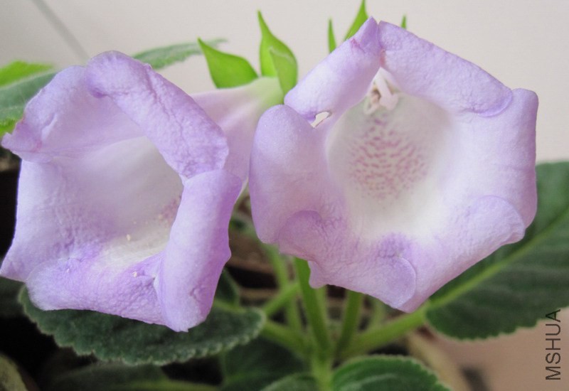 ��ͩ ��ɫ 2.jpg