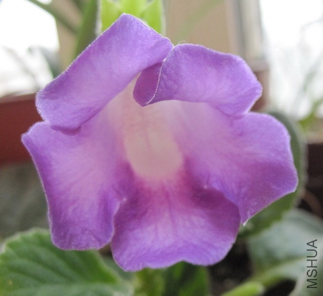 ��ͩ ��ɫ 1.jpg