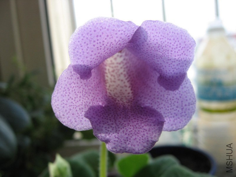 ��ͩ ��ɫ���B.jpg