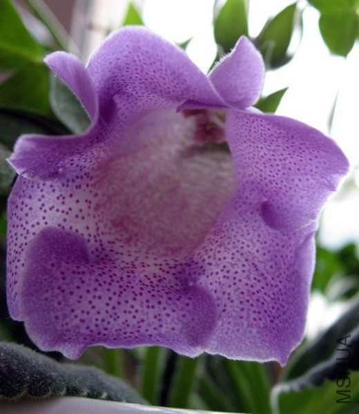 ��ͩ ��ɫ���A 1.jpg