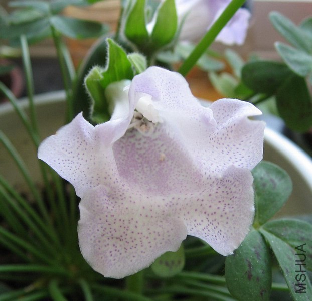 ��ͩ ��ɫ���A.jpg