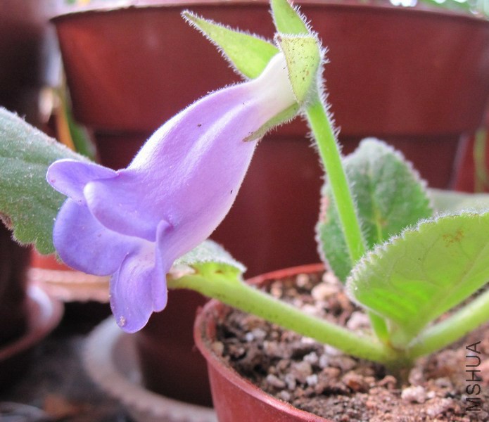 ��ͩ ��ɫС��.jpg