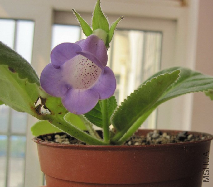 ��ͩ ��ɫС�� 1.jpg