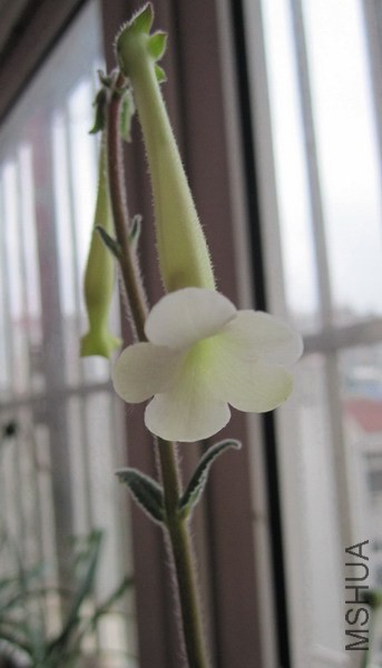 Sinningia tubiflora ������ 3.jpg