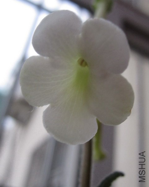 Sinningia tubiflora ������ 4.jpg