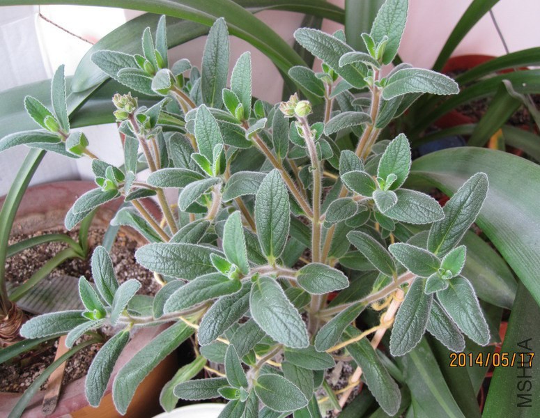 Sinningia tubiflora ������ 7.jpg