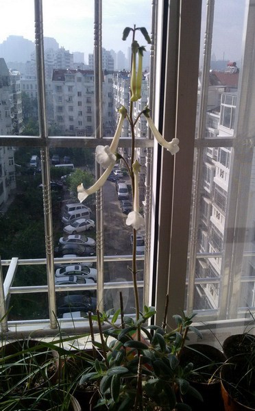 Sinningia tubiflora ������ 6.jpg