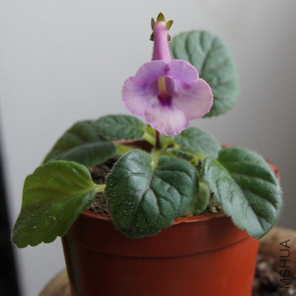 Sinningia 'April Star' 3.jpg