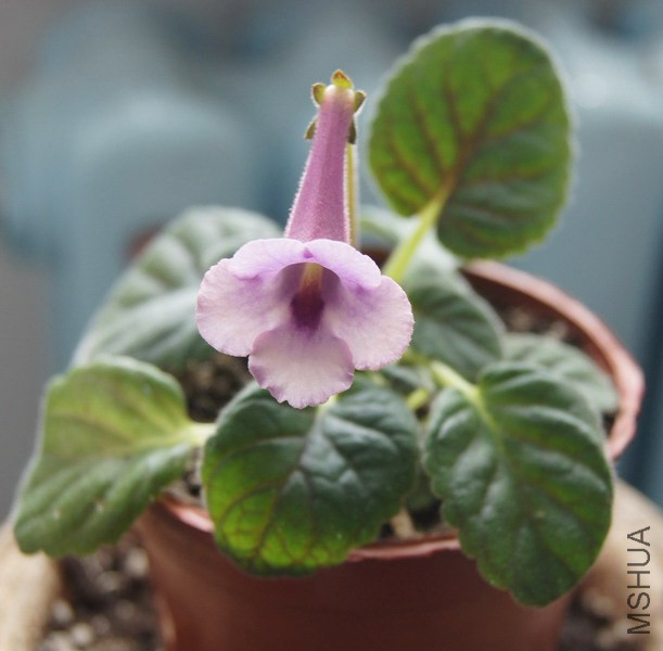 Sinningia 'April Star' 2.jpg