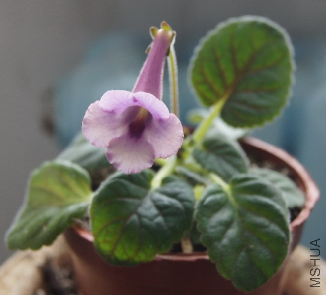 Sinningia 'April Star' 1.jpg