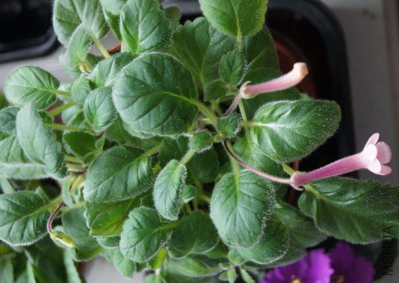 Sinningia 'Beauty' 3.jpg