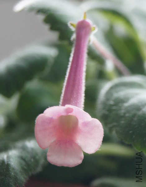 Sinningia 'Beauty' 1.jpg