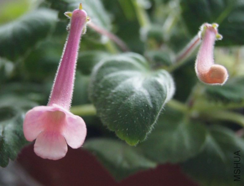 Sinningia 'Beauty' 2.jpg