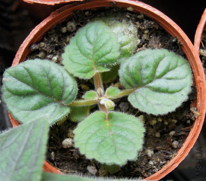 Sinningia 'Cheryl M'.jpg