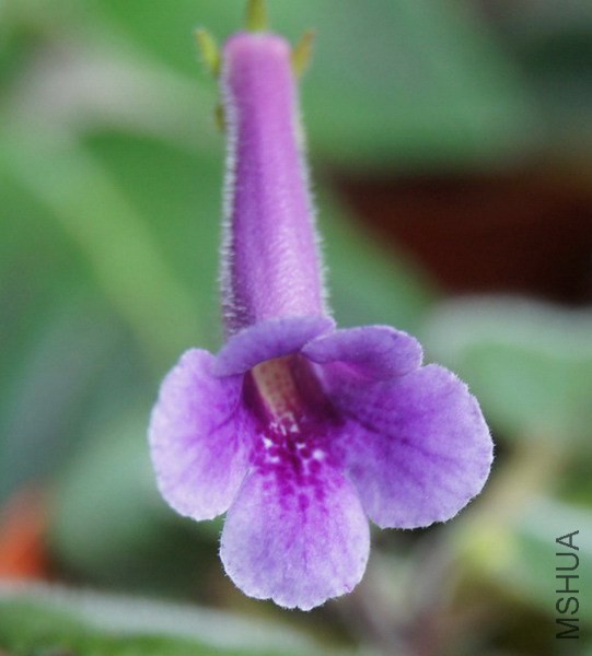 Sinningia 'Cheryl M' 3.jpg