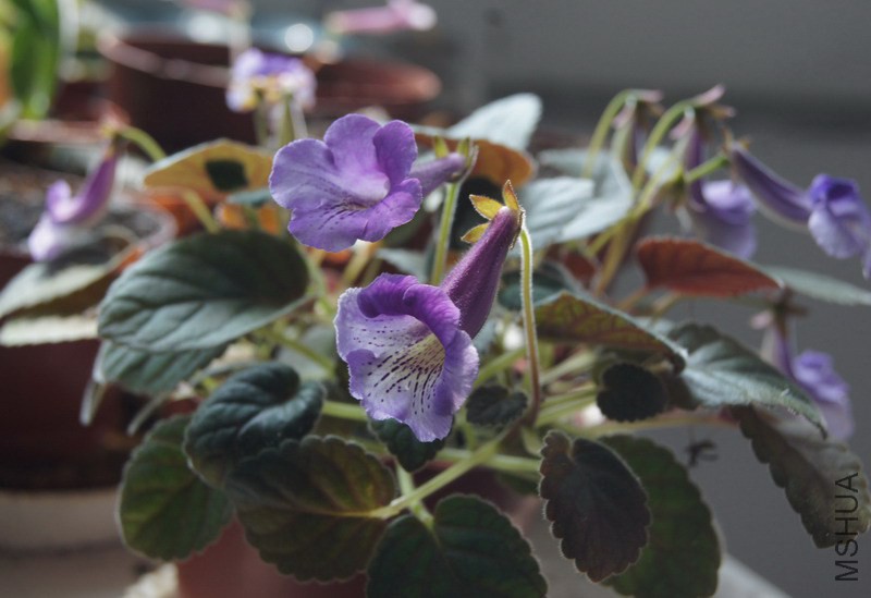 Sinningia 'Mark Twain' 4.jpg