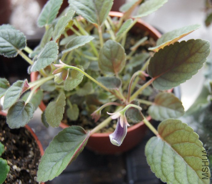 Sinningia 'Mark Twain' 1.jpg