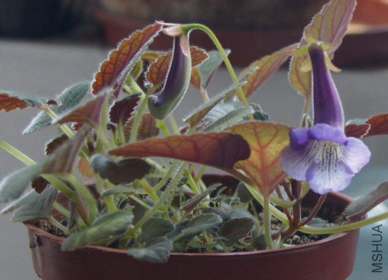 Sinningia 'Mark Twain' 3.jpg