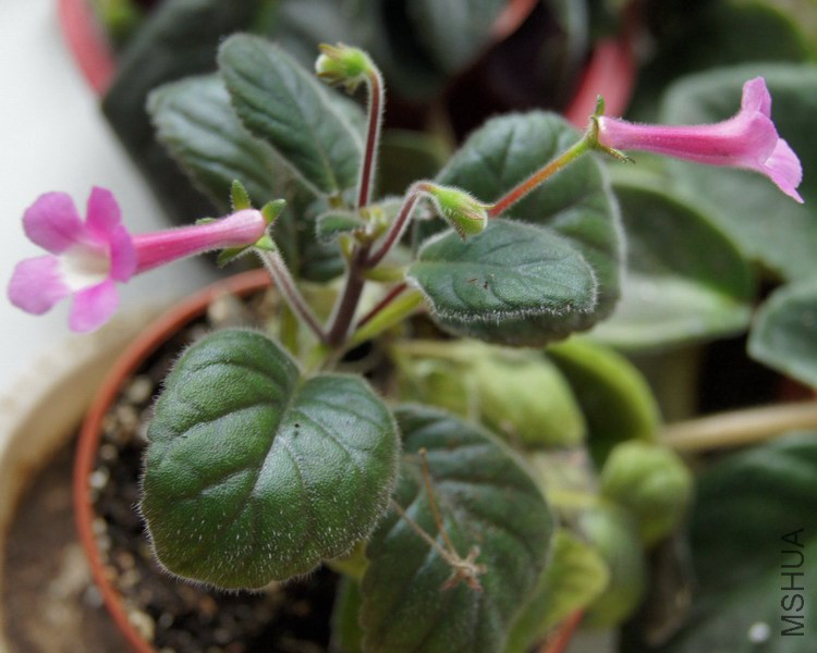 Sinningia 'Ozark Petunia Edge' 4.JPG
