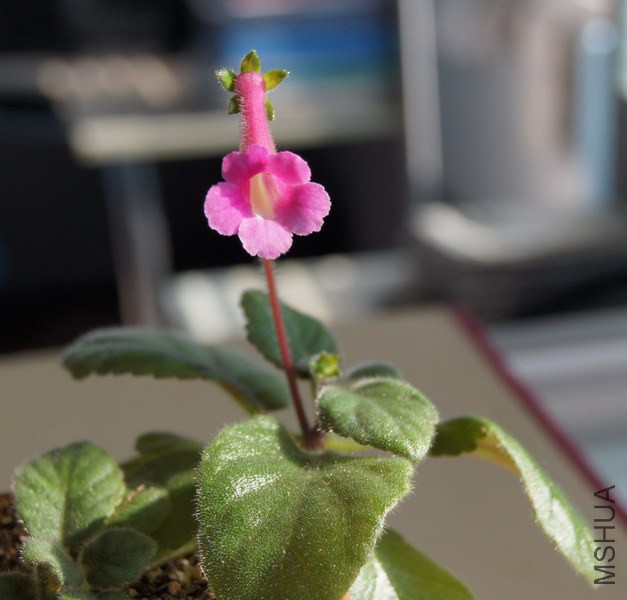 Sinningia 'Ozark Petunia Edge' 2.JPG