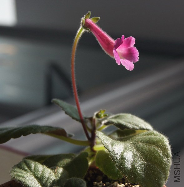 Sinningia 'Ozark Petunia Edge' 3.JPG