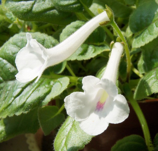 Sinningia 'Snowbird' 4.jpg