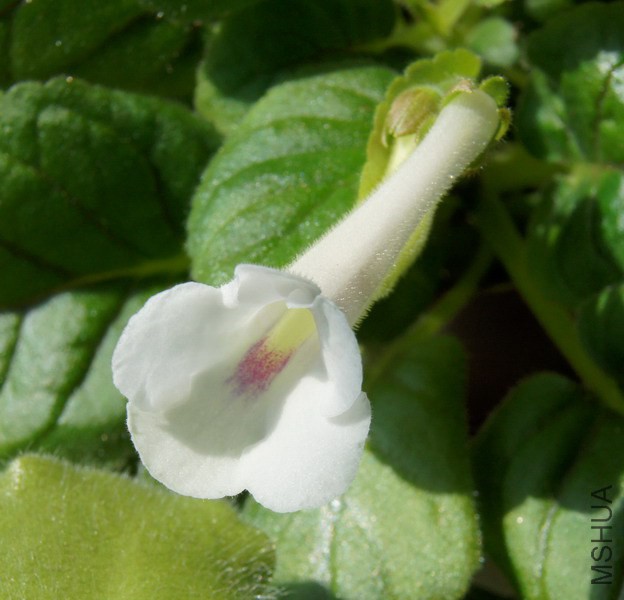 Sinningia 'Snowbird' 2.jpg