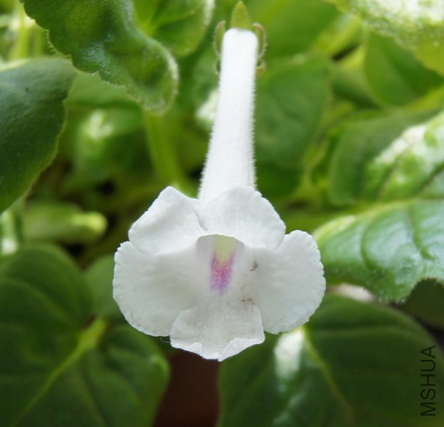 Sinningia 'Snowbird' 3.jpg