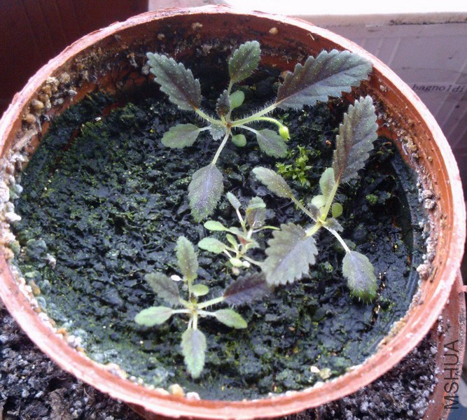 ������ ���ͷSinningia sp. 'Rio das Pedras' 1.jpg