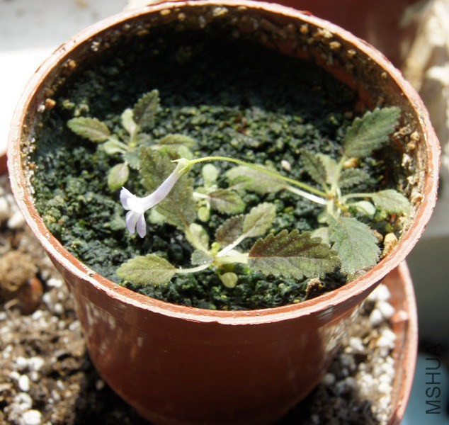 ������ ���ͷSinningia sp. 'Rio das Pedras' 2.jpg