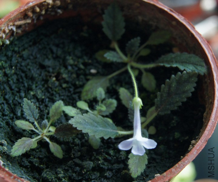 ������ ���ͷSinningia sp. 'Rio das Pedras' 3.jpg