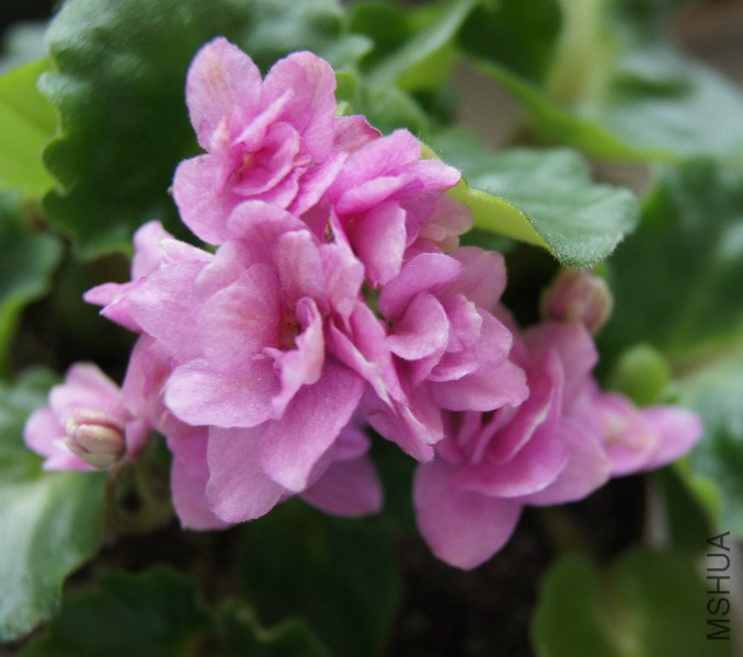 Saintpaulia 'Rokoko Pink Rose' ������ ���ô���Ů 5.jpg