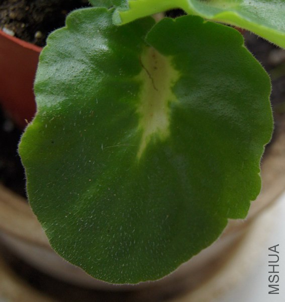 Saintpaulia 'Rokoko Pink Rose' ������ ���ô���Ů 0 .jpg