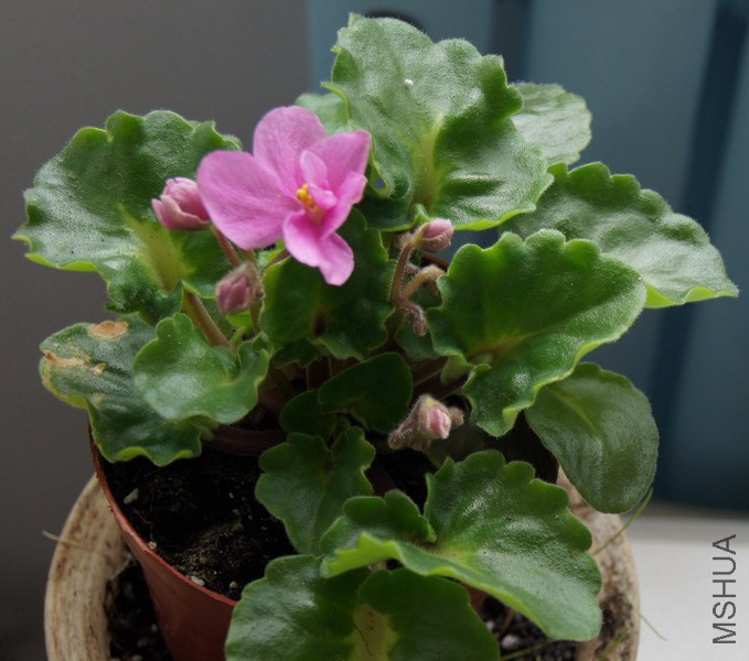 Saintpaulia 'Rokoko Pink Rose' ������ ���ô���Ů 1 .jpg