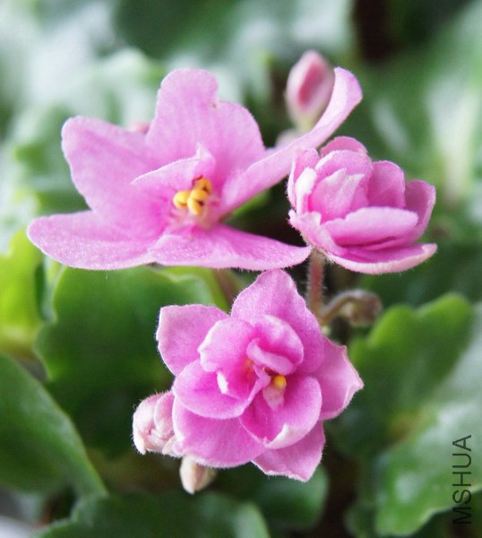 Saintpaulia 'Rokoko Pink Rose' ������ ���ô���Ů 2.jpg