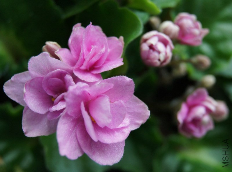 Saintpaulia 'Rokoko Pink Rose' ������ ���ô���Ů 3.jpg