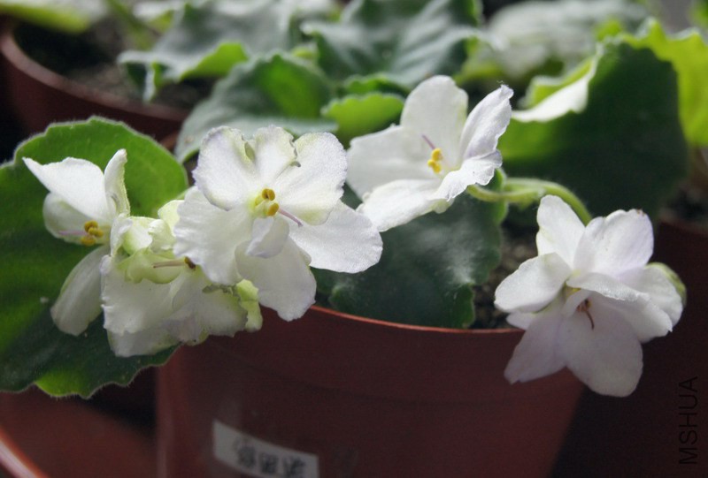 Saintpaulia 'Green Eyes' ������ ���۾� 5.JPG