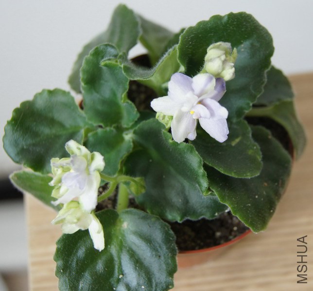 Saintpaulia 'Green Eyes' ������ ���۾� 2.JPG